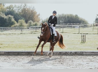 Oldenburger, Stute, 7 Jahre, 166 cm, Dunkelfuchs