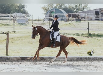 Oldenburger, Stute, 7 Jahre, 166 cm, Dunkelfuchs