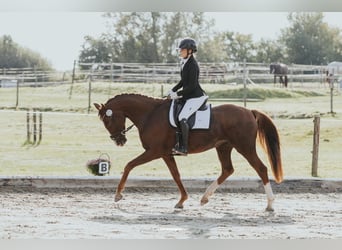 Oldenburger, Stute, 7 Jahre, 166 cm, Dunkelfuchs
