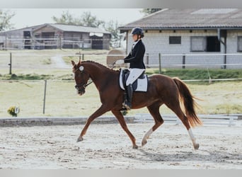 Oldenburger, Stute, 7 Jahre, 166 cm, Dunkelfuchs
