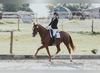 Oldenburger, Stute, 7 Jahre, 166 cm, Dunkelfuchs