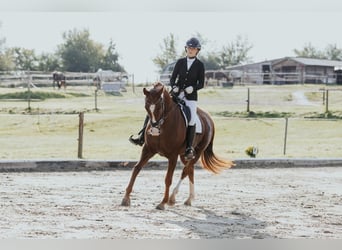 Oldenburger, Stute, 7 Jahre, 166 cm, Dunkelfuchs