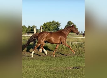 Oldenburger, Stute, 7 Jahre, 166 cm, Dunkelfuchs