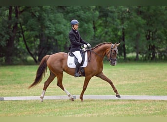 Oldenburger, Stute, 7 Jahre, 166 cm, Dunkelfuchs