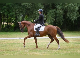Oldenburger, Stute, 7 Jahre, 166 cm, Dunkelfuchs