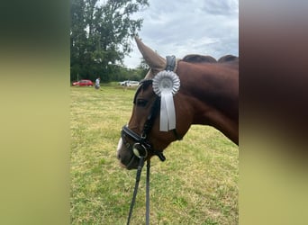 Oldenburger, Stute, 7 Jahre, 166 cm, Dunkelfuchs