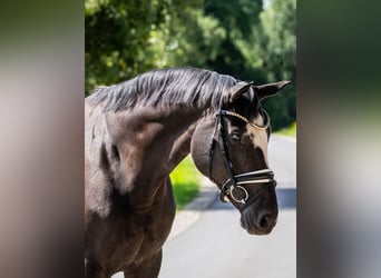 Oldenburger, Stute, 7 Jahre, 166 cm, Rappe