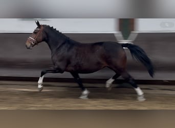 Oldenburger, Stute, 7 Jahre, 166 cm, Schwarzbrauner