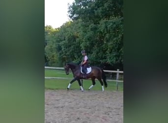 Oldenburger, Stute, 7 Jahre, 167 cm, Brauner