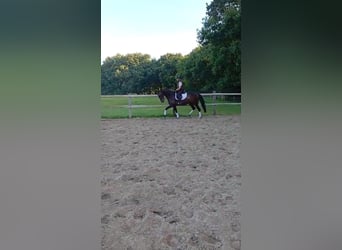 Oldenburger, Stute, 7 Jahre, 167 cm, Brauner