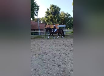 Oldenburger, Stute, 7 Jahre, 167 cm, Brauner