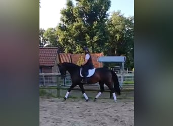 Oldenburger, Stute, 7 Jahre, 167 cm, Brauner