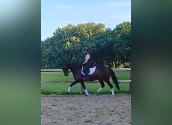 Oldenburger, Stute, 7 Jahre, 167 cm, Brauner