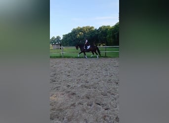 Oldenburger, Stute, 7 Jahre, 167 cm, Brauner