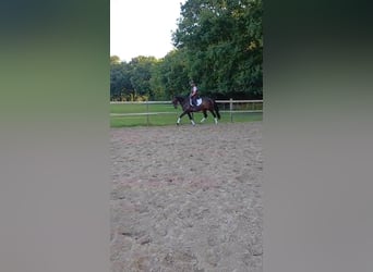 Oldenburger, Stute, 7 Jahre, 167 cm, Brauner