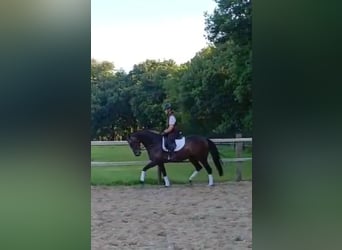 Oldenburger, Stute, 7 Jahre, 167 cm, Brauner