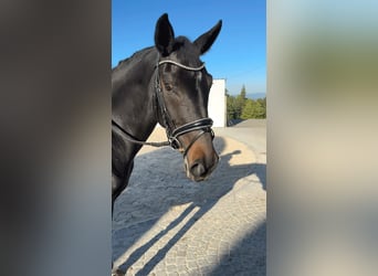 Oldenburger, Stute, 7 Jahre, 167 cm, Dunkelbrauner Oldenburger, Stute, 7 Jahre, 167 cm, Dunkelbrauner