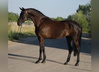 Oldenburger, Stute, 7 Jahre, 167 cm, Dunkelbrauner