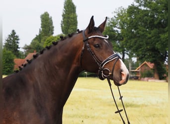 Oldenburger, Stute, 7 Jahre, 167 cm, Dunkelbrauner