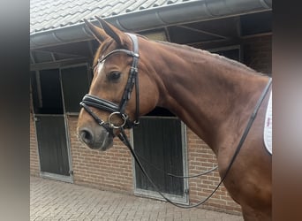 Oldenburger, Stute, 7 Jahre, 167 cm, Dunkelfuchs