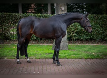 Oldenburger, Stute, 7 Jahre, 168 cm, Brauner