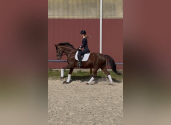 Oldenburger, Stute, 7 Jahre, 168 cm, Brauner