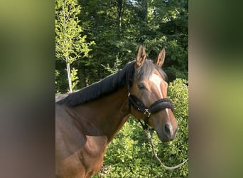Oldenburger, Stute, 7 Jahre, 168 cm, Brauner