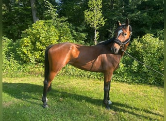 Oldenburger, Stute, 7 Jahre, 168 cm, Brauner