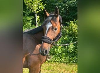 Oldenburger, Stute, 7 Jahre, 168 cm, Brauner