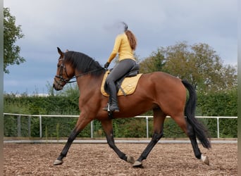 Oldenburger, Stute, 7 Jahre, 168 cm, Brauner