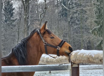 Oldenburger, Stute, 7 Jahre, 168 cm, Brauner