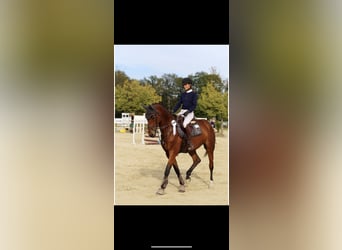 Oldenburger, Stute, 7 Jahre, 168 cm, Brauner