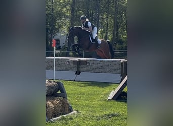 Oldenburger, Stute, 7 Jahre, 168 cm, Brauner