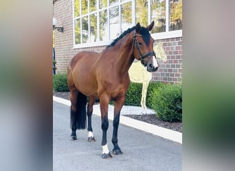 Oldenburger, Stute, 7 Jahre, 168 cm, Brauner