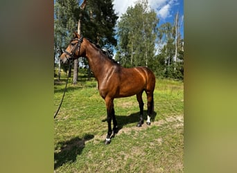 Oldenburger, Stute, 7 Jahre, 168 cm