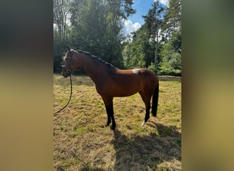 Oldenburger, Stute, 7 Jahre, 168 cm