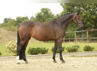 Oldenburger, Stute, 7 Jahre, 168 cm, Dunkelbrauner