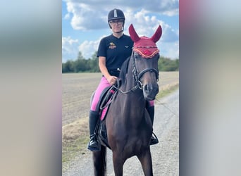 Oldenburger, Stute, 7 Jahre, 168 cm, Dunkelbrauner