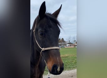 Oldenburger, Stute, 7 Jahre, 168 cm, Dunkelbrauner