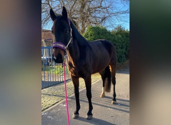 Oldenburger, Stute, 7 Jahre, 168 cm, Dunkelbrauner