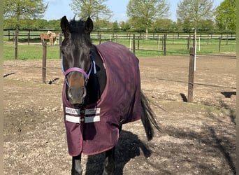 Oldenburger, Stute, 7 Jahre, 168 cm, Dunkelbrauner