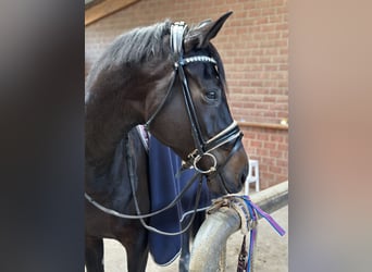 Oldenburger, Stute, 7 Jahre, 168 cm, Dunkelbrauner
