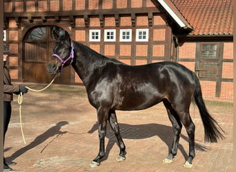 Oldenburger, Stute, 7 Jahre, 168 cm, Dunkelbrauner