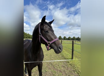 Oldenburger, Stute, 7 Jahre, 168 cm, Dunkelbrauner
