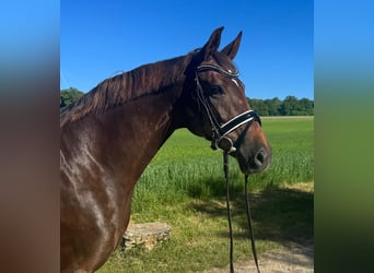 Oldenburger, Stute, 7 Jahre, 168 cm, Dunkelfuchs