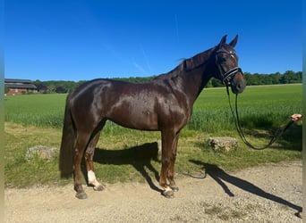 Oldenburger, Stute, 7 Jahre, 168 cm, Dunkelfuchs