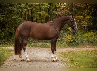 Oldenburger, Stute, 7 Jahre, 168 cm, Dunkelfuchs Oldenburger, Stute, 7 Jahre, 168 cm, Dunkelfuchs