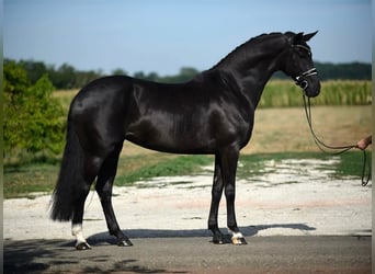 Oldenburger, Stute, 7 Jahre, 168 cm, Rappe
