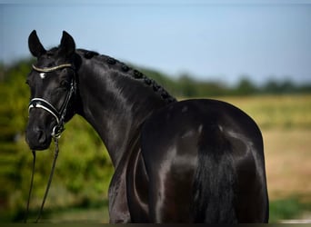 Oldenburger, Stute, 7 Jahre, 168 cm, Rappe
