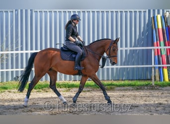 Oldenburger, Stute, 7 Jahre, 169 cm, Brauner